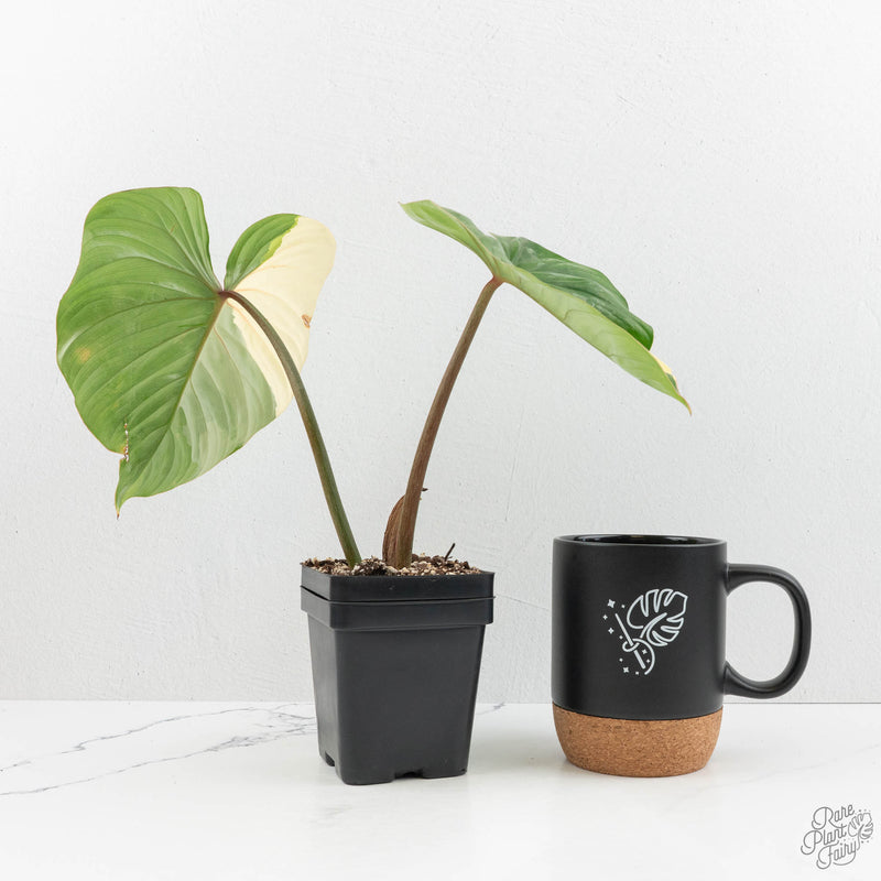 Philodendron Pastazanum Albo Variegated (wk16-UM)