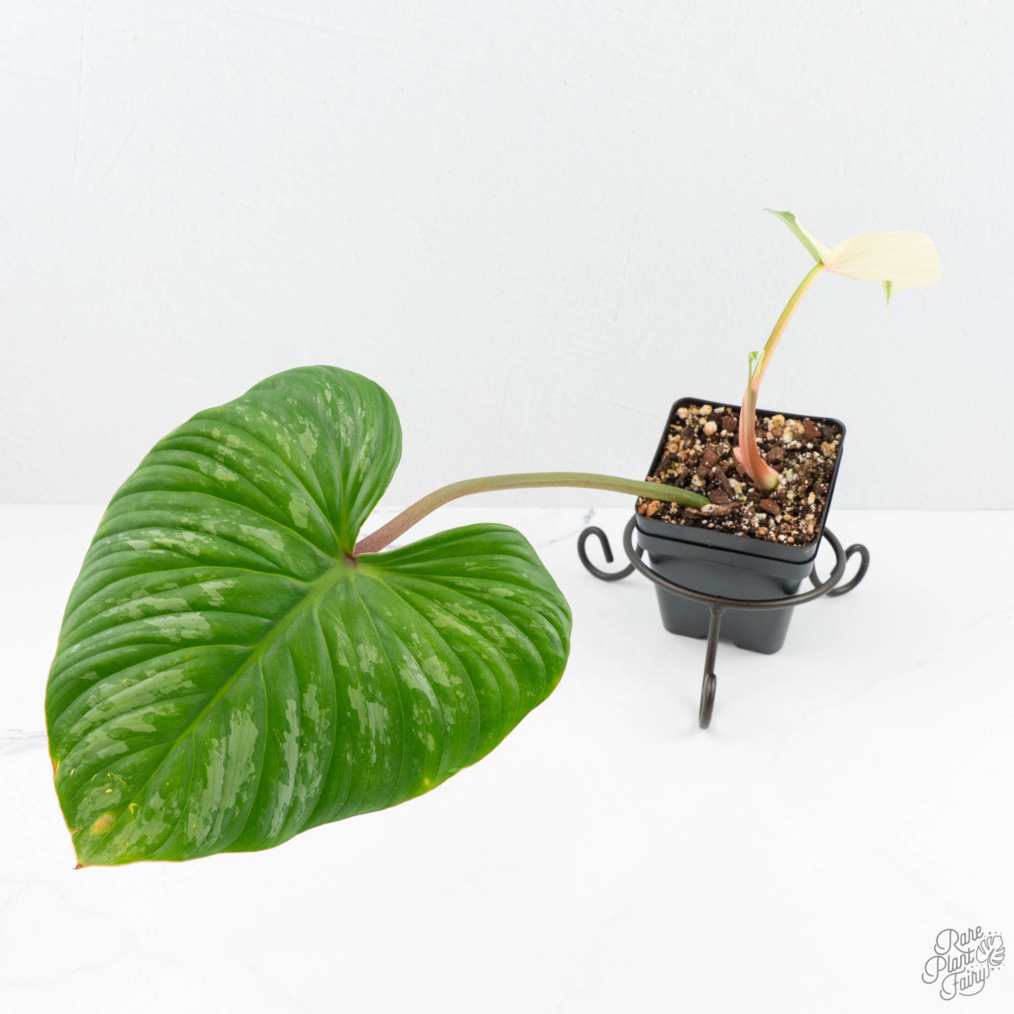 philodendron pastazanum silver Philodendron Pastazanum Albo Variegated (wk19-UA)