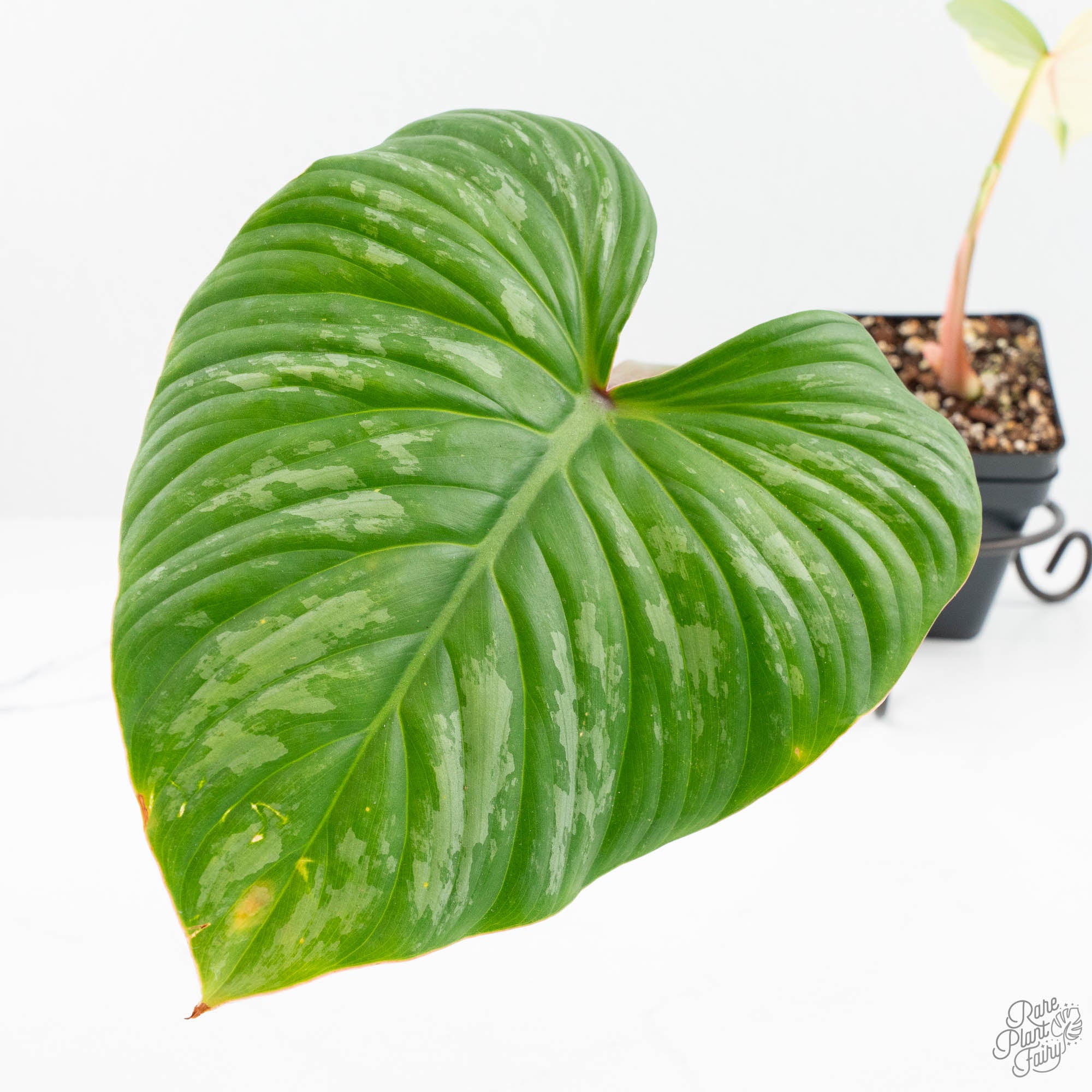 pastazanum silver philodendron Philodendron Pastazanum Albo Variegated (wk19-UA)