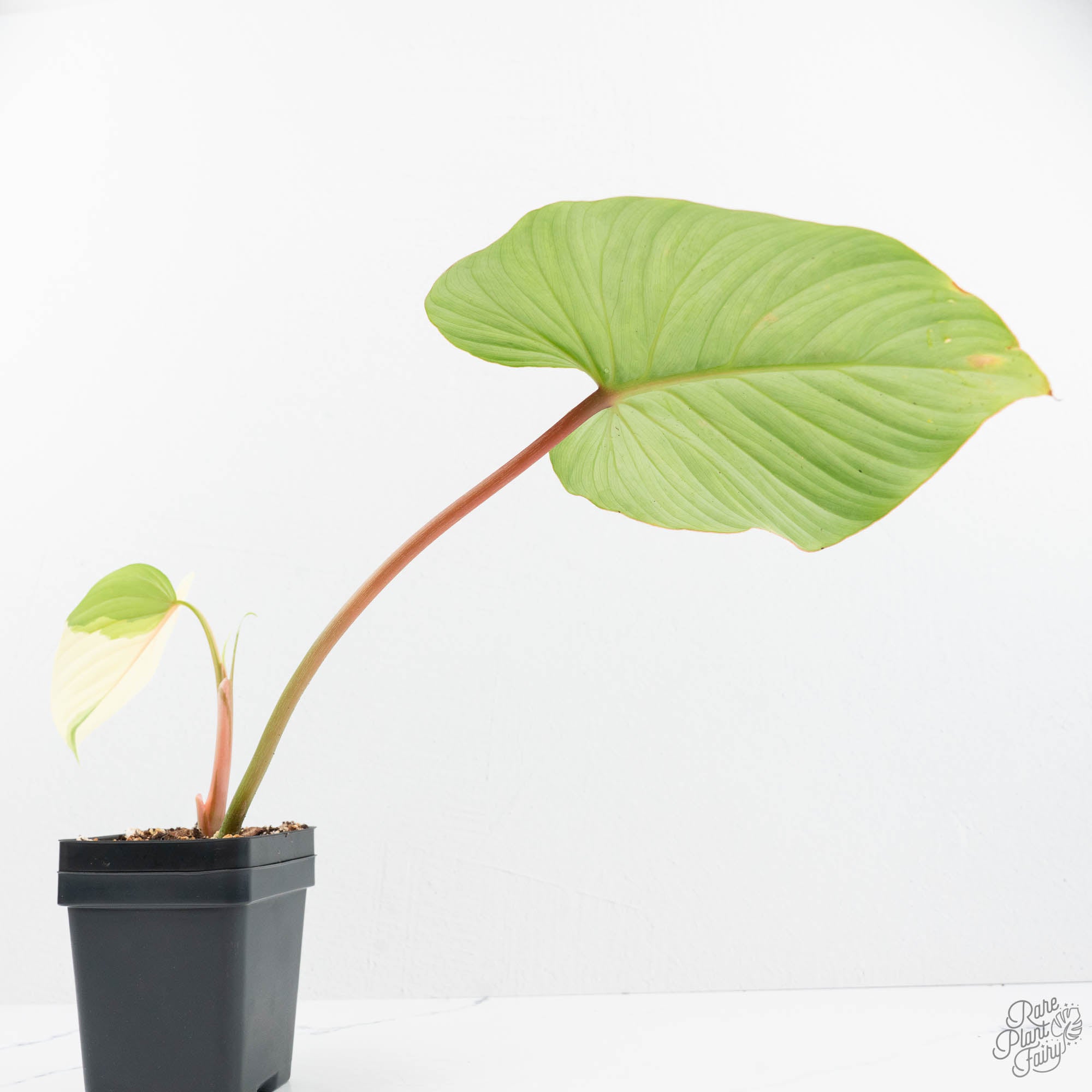 philodendron pastazanum humidity Philodendron Pastazanum Albo Variegated (wk19-UA)