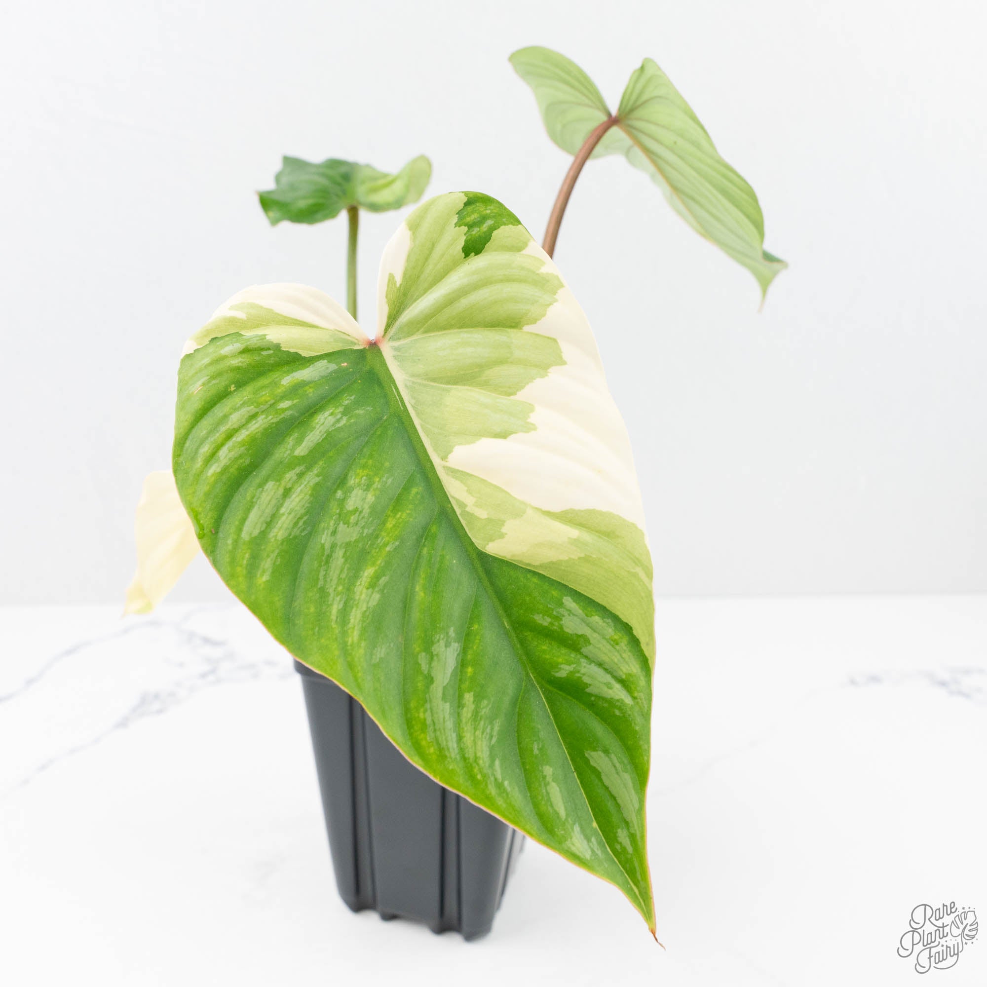 albo philodendron price Philodendron Pastazanum Albo Variegated (wk20-UG)