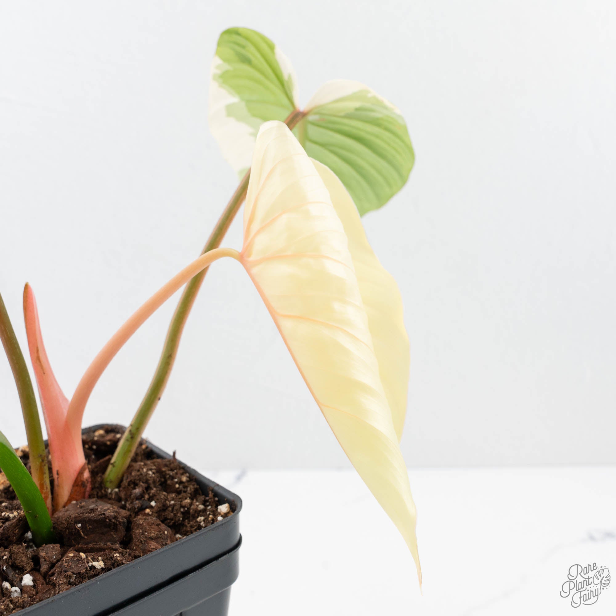 is philodendron pastazanum a crawler Philodendron Pastazanum Albo Variegated (wk20-UG) – Rare Plant Fairy