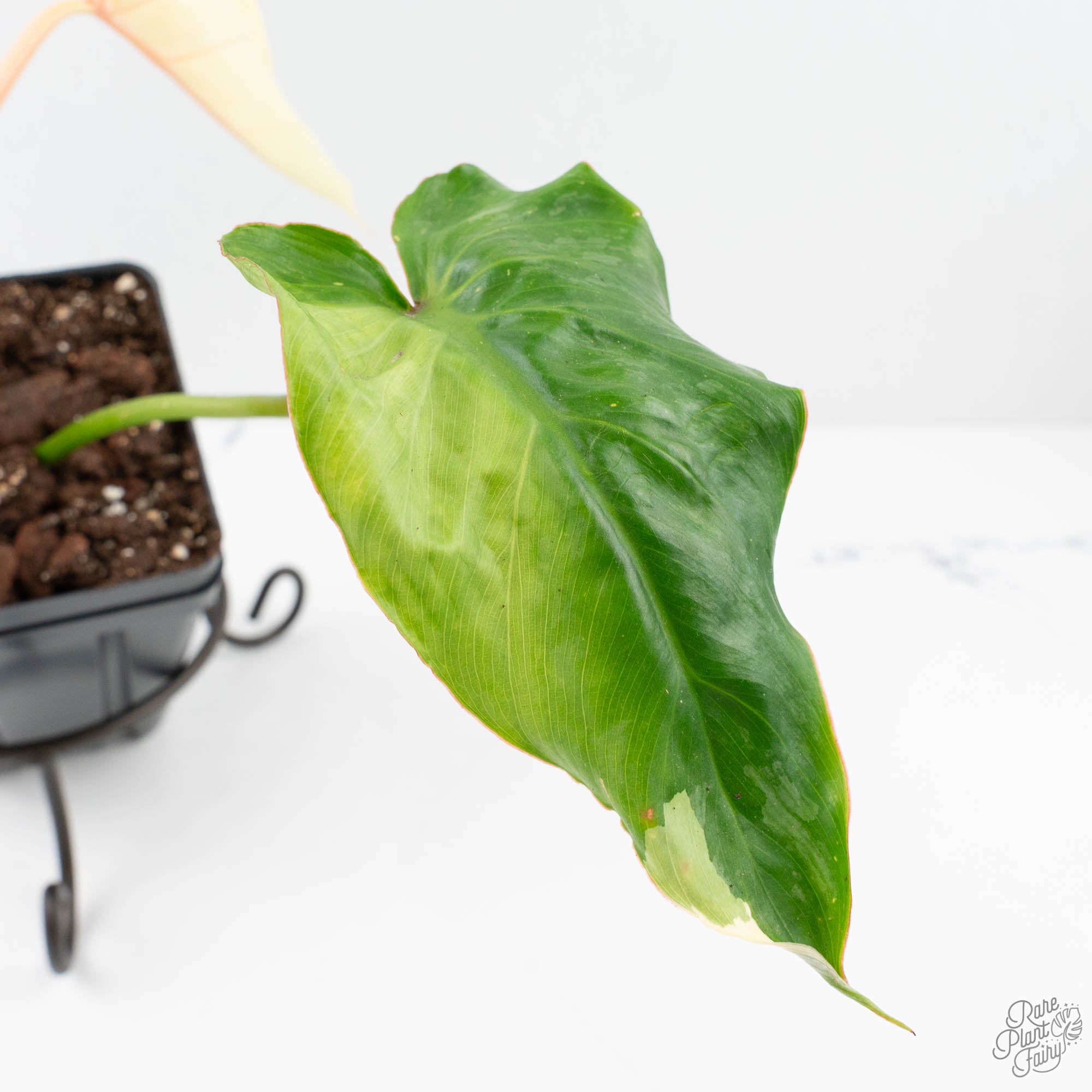 philodendron pastazanum humidity Philodendron Pastazanum Albo Variegated (wk20-UG)