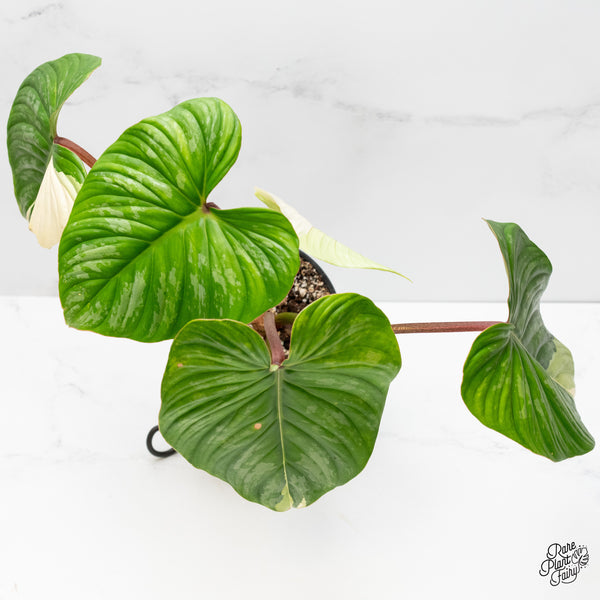 Philodendron Pastazanum Variegated (wk3-L)