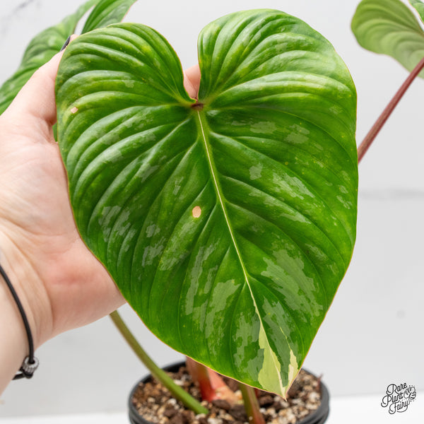 Philodendron Pastazanum Variegated (wk3-L)