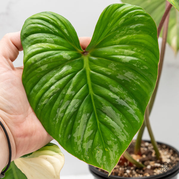 Philodendron Pastazanum Variegated (wk3-L)
