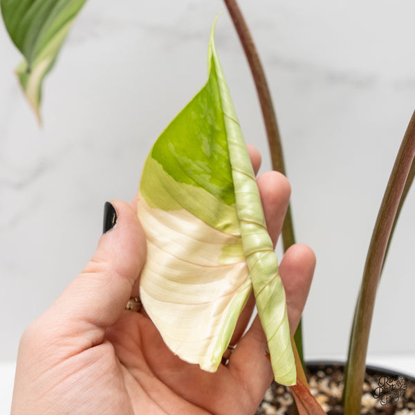 Philodendron Pastazanum Variegated (wk3-L)