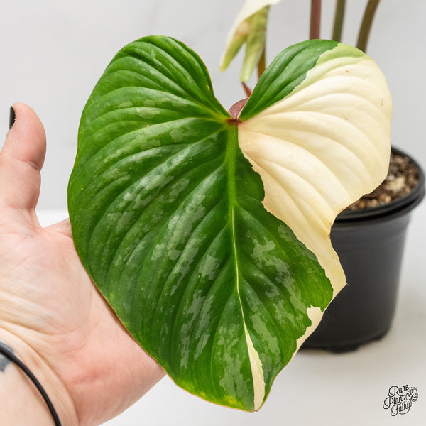 Philodendron Pastazanum Variegated (wk3-L)