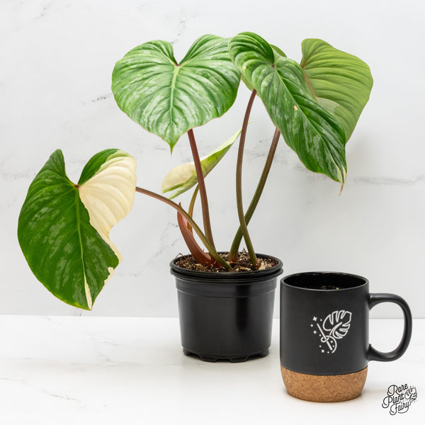 Philodendron Pastazanum Variegated (wk3-L)