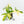 Philodendron 'Pedatum' Variegated (wk26-H)