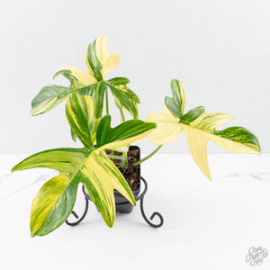 Philodendron 'Pedatum' Variegated (wk26-H)
