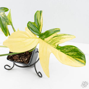 Philodendron 'Pedatum' Variegated (wk26-H)