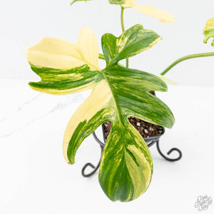 Philodendron 'Pedatum' Variegated (wk26-H)