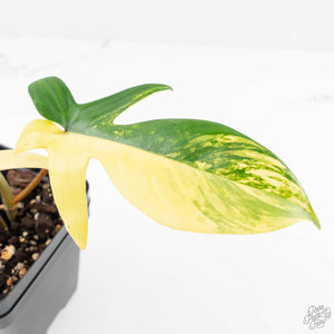 Philodendron 'Pedatum' Variegated (wk29-I)