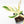Philodendron 'Pedatum' Variegated (wk29-I)
