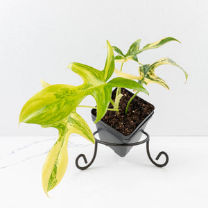 Philodendron 'Pedatum' Variegated (wk34-L80)