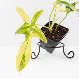Philodendron 'Pedatum' Variegated (wk34-L80)