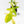 Philodendron 'Pedatum' Variegated (wk34-L80)