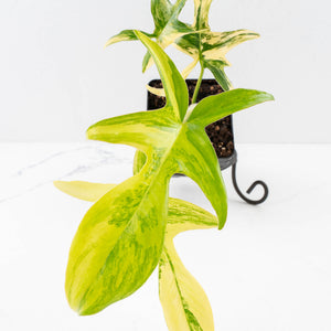 Philodendron 'Pedatum' Variegated (wk34-L80)