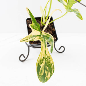 Philodendron 'Pedatum' Variegated (wk34-L80)