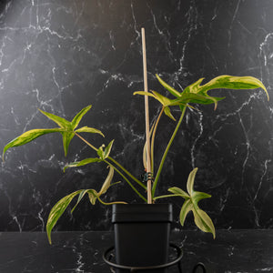 Philodendron 'Pedatum' Variegated (wk41-L80)