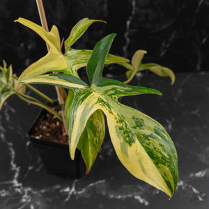 Philodendron 'Pedatum' Variegated (wk41-L80)