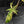 Philodendron 'Pedatum' Variegated (wk41-L80)