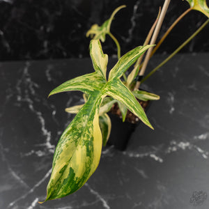 Philodendron 'Pedatum' Variegated (wk41-L80)