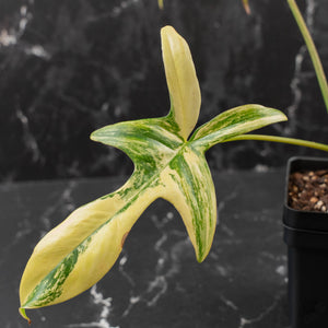 Philodendron 'Pedatum' Variegated (wk41-L80)