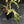 Philodendron 'Pedatum' Variegated (wk41-L80)