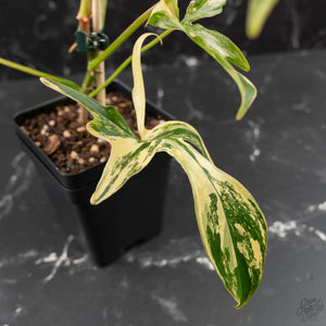 Philodendron 'Pedatum' Variegated (wk41-L80)