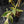 Philodendron 'Pedatum' Variegated (wk41-L80)