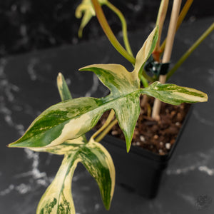 Philodendron 'Pedatum' Variegated (wk41-L80)