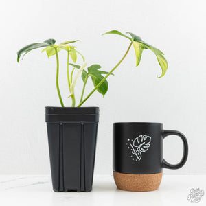 Philodendron 'Pedatum' Variegated (wk16-J)