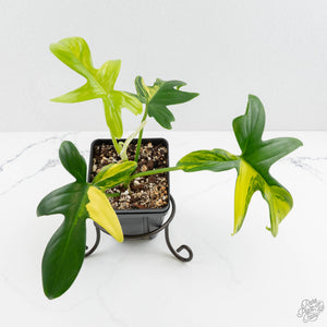 Philodendron 'Pedatum' Variegated (wk16-J)