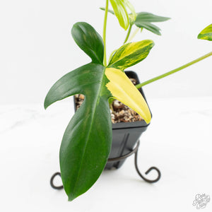 Philodendron 'Pedatum' Variegated (wk16-J)