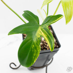 Philodendron 'Pedatum' Variegated (wk16-J)