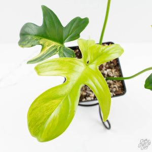 Philodendron 'Pedatum' Variegated (wk16-J)