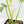 Philodendron 'Pedatum' Variegated (wk16-J)