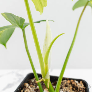 Philodendron 'Pedatum' Variegated (wk16-J)