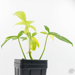 Philodendron 'Pedatum' Variegated (wk16-J)