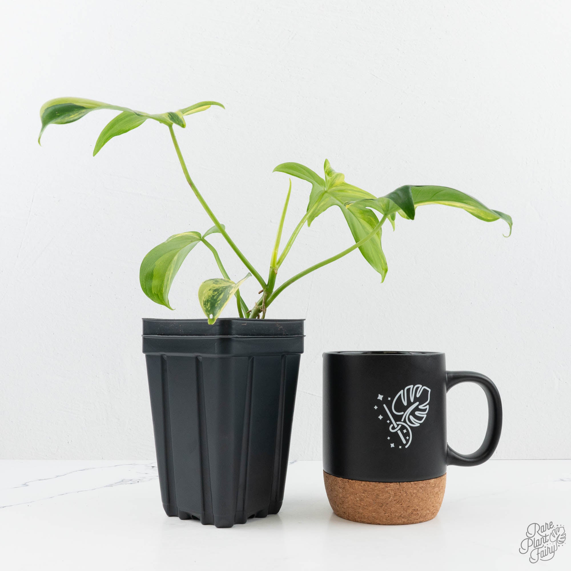 pedatum variegata Philodendron 'Pedatum' Variegated (wk19-G) – Rare Plant Fairy