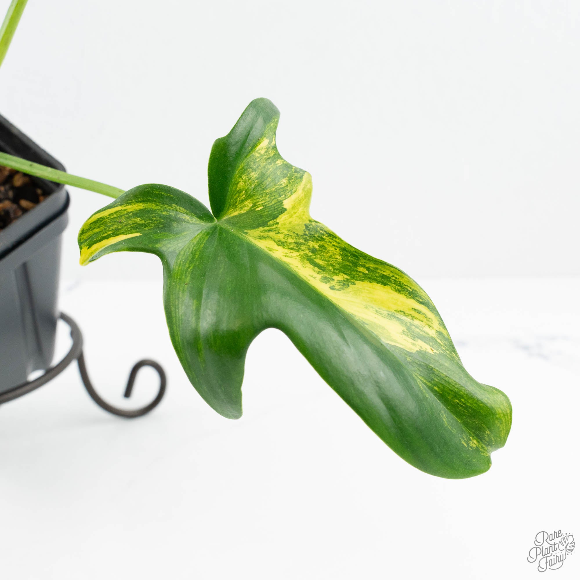 Philodendron 'Pedatum' Variegated (wk19-G) – Rare Plant Fairy