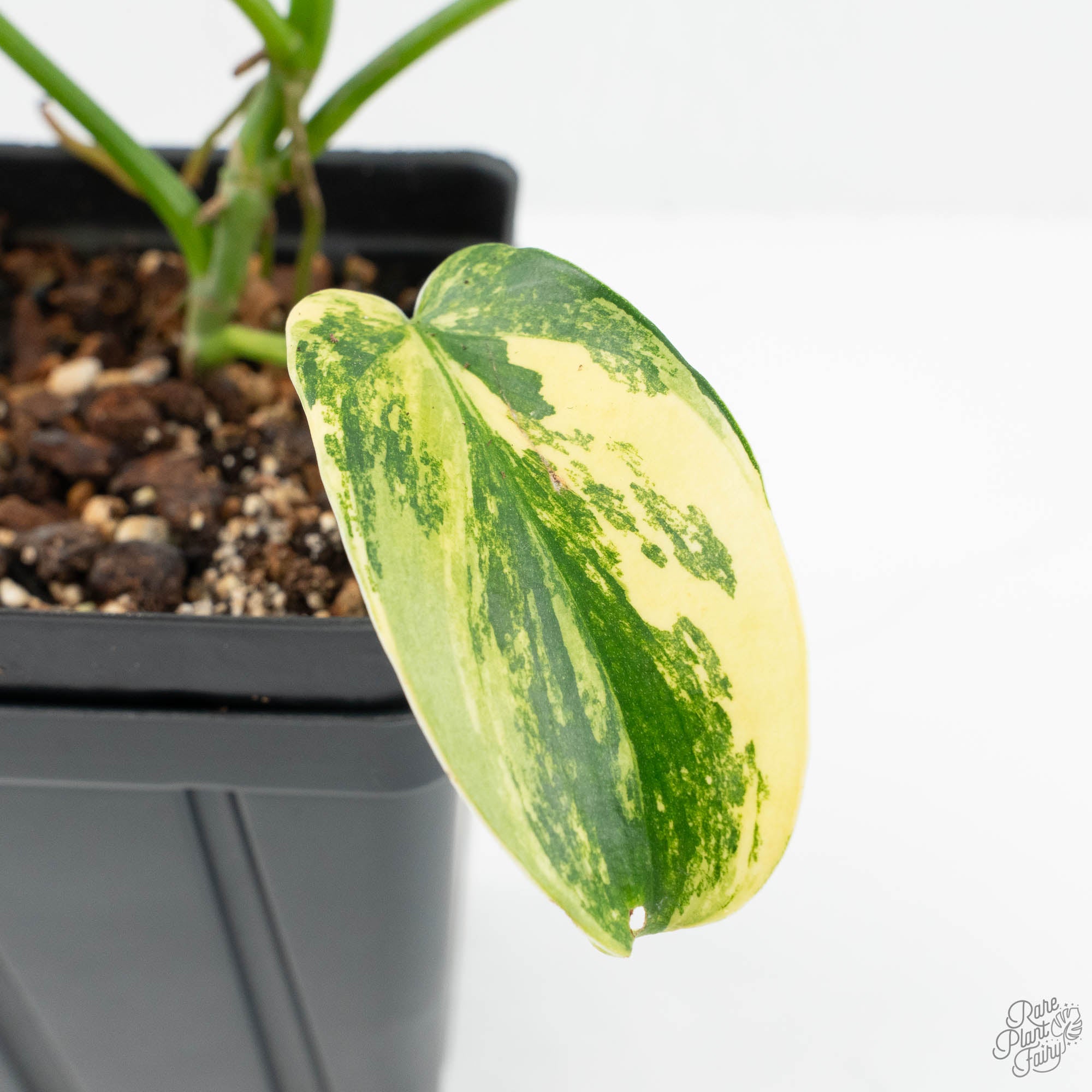 pedatum philodendron Philodendron 'Pedatum' Variegated (wk19-G) – Rare Plant Fairy