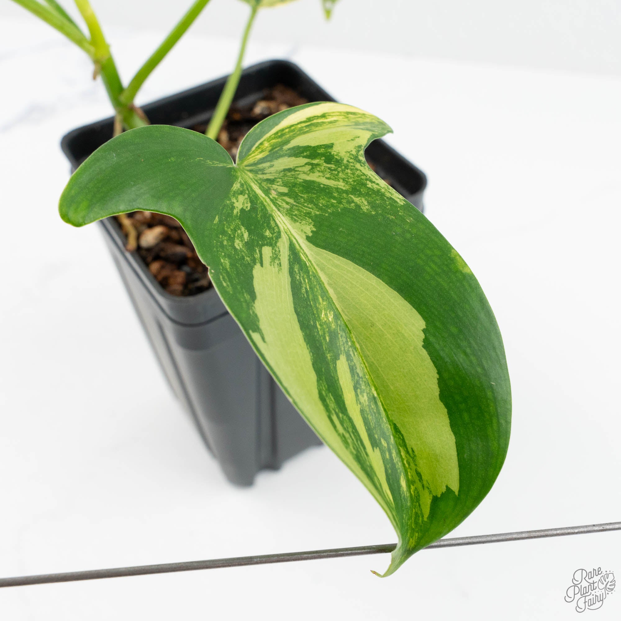 Philodendron 'Pedatum' Variegated (wk19-G) – Rare Plant Fairy