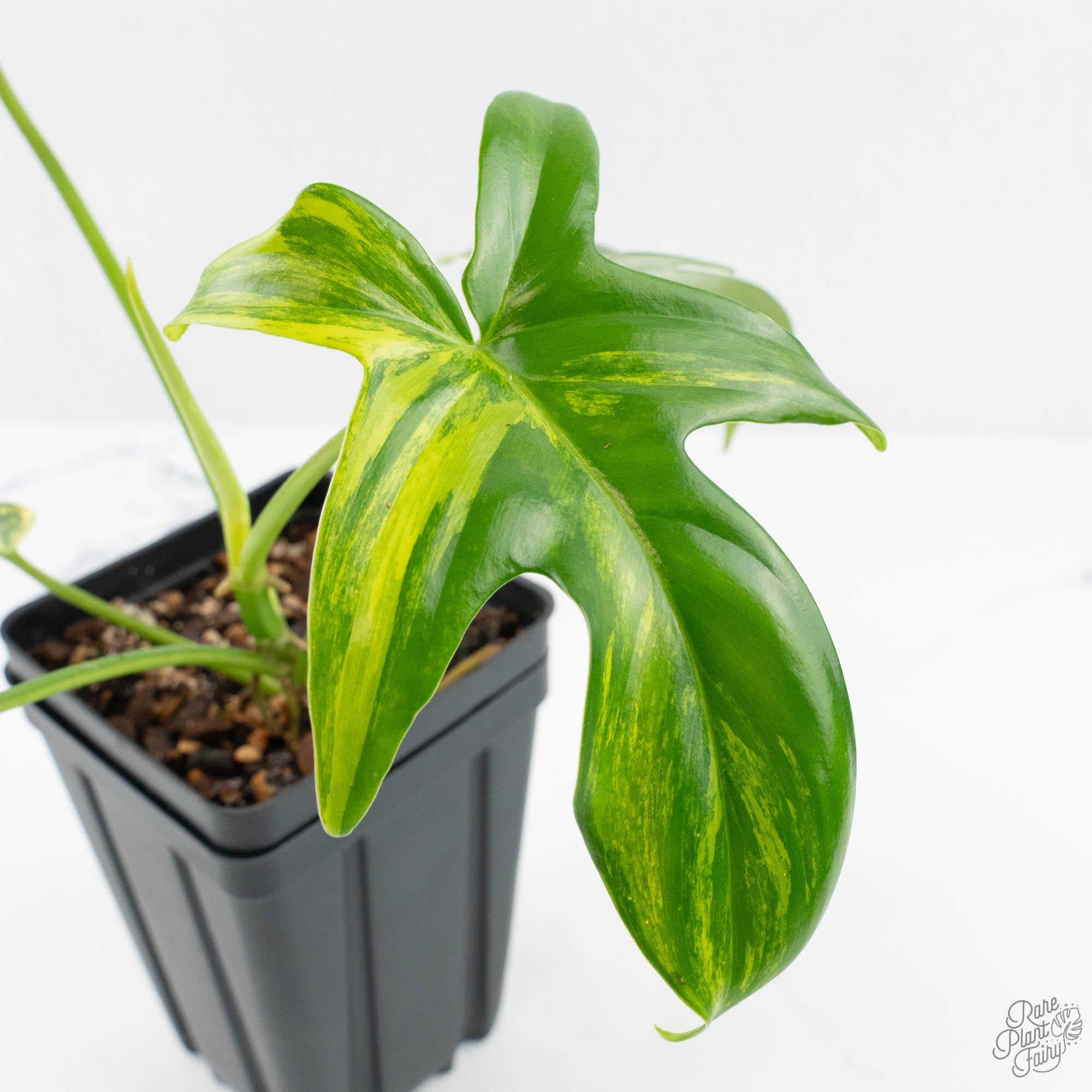 Philodendron 'Pedatum' Variegated (wk19-G) – Rare Plant Fairy