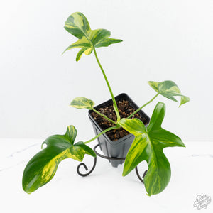 Philodendron 'Pedatum' Variegated (wk19-G)