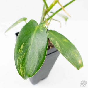 Philodendron 'Pedatum' Variegated (wk22-I)