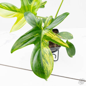 Philodendron 'Pedatum' Variegated (wk22-I)