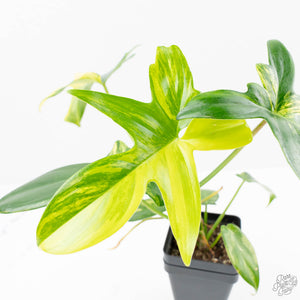 Philodendron 'Pedatum' Variegated (wk22-I)